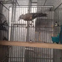 جوجه سهره استان فارسی