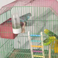 مرغ عشق|پرنده|جم, |دیوار