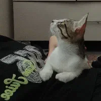 گربه خانگی واکسن زده شده شناسنامه دار