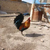 مرغ و خروس گلین لری