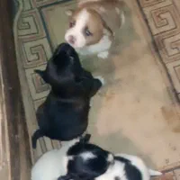 واگزاری 15عددتوله سگ اشپیتز پامر