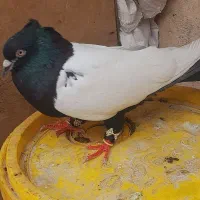 سینه سیاه نر