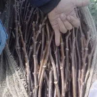 پیوندزن گردو و میوه.پیوند زن.پیوند فرنور وچندلر