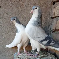 چند جفت جفتگاه ساده طوقی و کله سینه|پرنده|مشهد, هفت تیر (حافظ)|دیوار