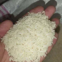 برنج کشت دوم امراللهی