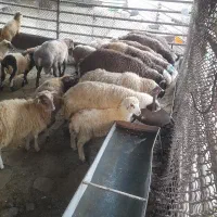 کوهستانی و زنده سرابی