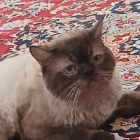 گربه|گربه|مشهد, همت آباد|دیوار