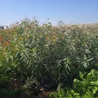 حراج  نهال اکالیپتوس