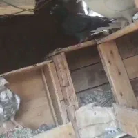 ماهشهر خیابان امام|پرنده|بندر ماهشهر, |دیوار