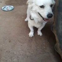 سگ اشپیتز|سگ|سوسنگرد, |دیوار