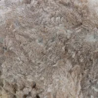 فروش پشم گوسفند|رختخواب، بالش، پتو|اهر, |دیوار