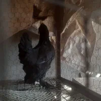 خروس برهما و تعدادی خروس معمولی و گلین|حیوانات مزرعه|اسفرورین, |دیوار