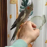 عروس هلندی دستی