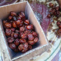 فروش خرمای خاصه اعلا زرد.|خوردنی و آشامیدنی|جم, |دیوار