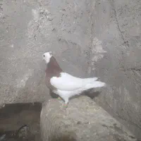 جوجه طوق سرخ نر|پرنده|کاشمر, |دیوار