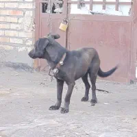 سگ نگهبان|سگ|رضویه, |دیوار