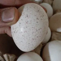 تخم نطفه دار بوقلمون بیوتی گوشتی مخصوص پروار