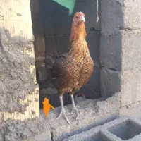 مرغ چابهاری معامله با عروس هلندی