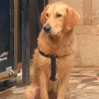 گلدن رتریور