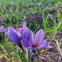 برنامه تخصصی زاج آب و کود مخصوص زعفران گوگرد