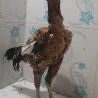 خروس لاری|حیوانات مزرعه|تربتحیدریه, آسایش|دیوار