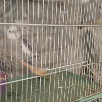 عروس هلندی ایزابلا|پرنده|زاهدان, |دیوار