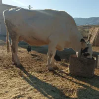 گاو آبستن|حیوانات مزرعه|سیروان, |دیوار