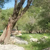 یونجه(گزره)