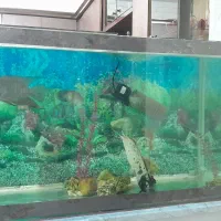 آکواریوم|ماهی|نیشابور, فضل|دیوار