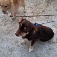 یک جفت سگ پاکوتاه پشمالو(اشپیتز)مولد|سگ|رفسنجان, |دیوار