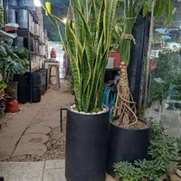 تخفیف ویژه گل گیاه آپارتمانی فضاسازی بیرونی چکاپ|گل و گیاه طبیعی|مشهد, امیریه|دیوار