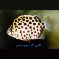 گالری آکواریوم مومنی ماهی تگزاس|ماهی|نیشابور, امام|دیوار