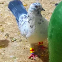 کبوتر بور بوری جفت پرشی کلکسیونی|پرنده|قم, ولیعصر|دیوار