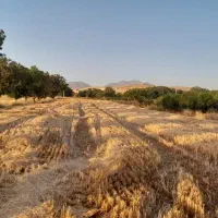 فروش زمین با مجوز گلخانه هیدروپونیک چاه نیمه عمیق|فروش دفتر صنعتی، کشاورزی، تجاری|کامیاران, |دیوار