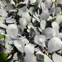 نشا انواع صیفی جات|خدمات باغبانی و درختکاری|رامشیر, |دیوار