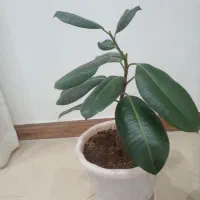 گل طبیعی|گل و گیاه طبیعی|فردیس, فردیس|دیوار