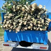 خریدوبرشکاری چوب آلات|خدمات باغبانی و درختکاری|بندر انزلی, کلیور|دیوار