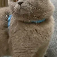 گربه اسکاتیش