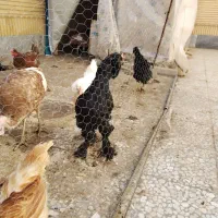 تخم مرغ|خوردنی و آشامیدنی|شاهینشهر, حافظ جنوبی|دیوار