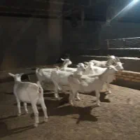 7 راس بز سانن درجه یک|حیوانات مزرعه|تربت جام, میان جام|دیوار