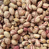 فروش لوبیا چیتی تازه و با کیفیت