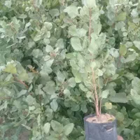 نهال فوق‌العاده پسته و بادام گلدانی وارداتی|خدمات باغبانی و درختکاری|تهران, جیحون|دیوار