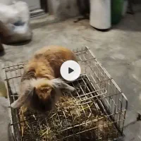 خرگوش لوپ ماده بالغ