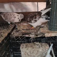 کبوتر  پروازی