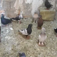 شهری وبهبهانی خوب|پرنده|شیراز, وزیرآباد|دیوار