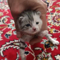 واگذاری بچه گربه یدونه