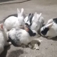 فروش 6عدد خرگوش توضیحات رو بخوانید