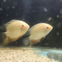 تعدادی ماهی گیاهخوار