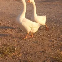 قوغار اصیل|حیوانات مزرعه|بشاریات, |دیوار