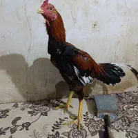 ۲ تا جوجه خروس لاری ۶ماه  آس|حیوانات مزرعه|خزل, |دیوار